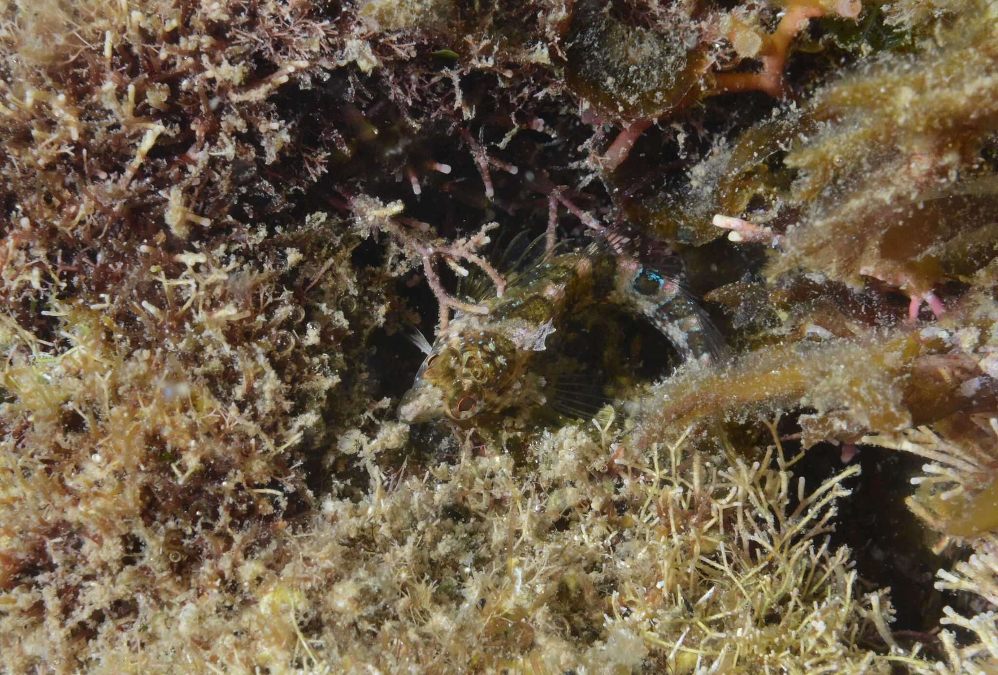 Image of Imitator Blenny