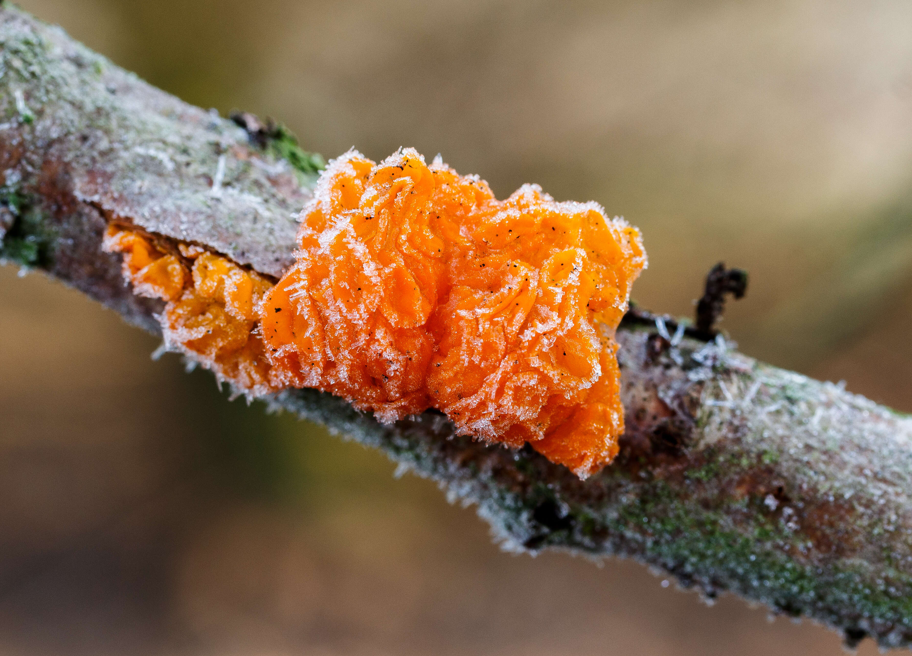 Image of Witches butter