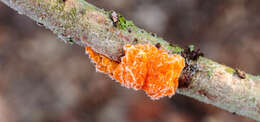 Image of Witches butter