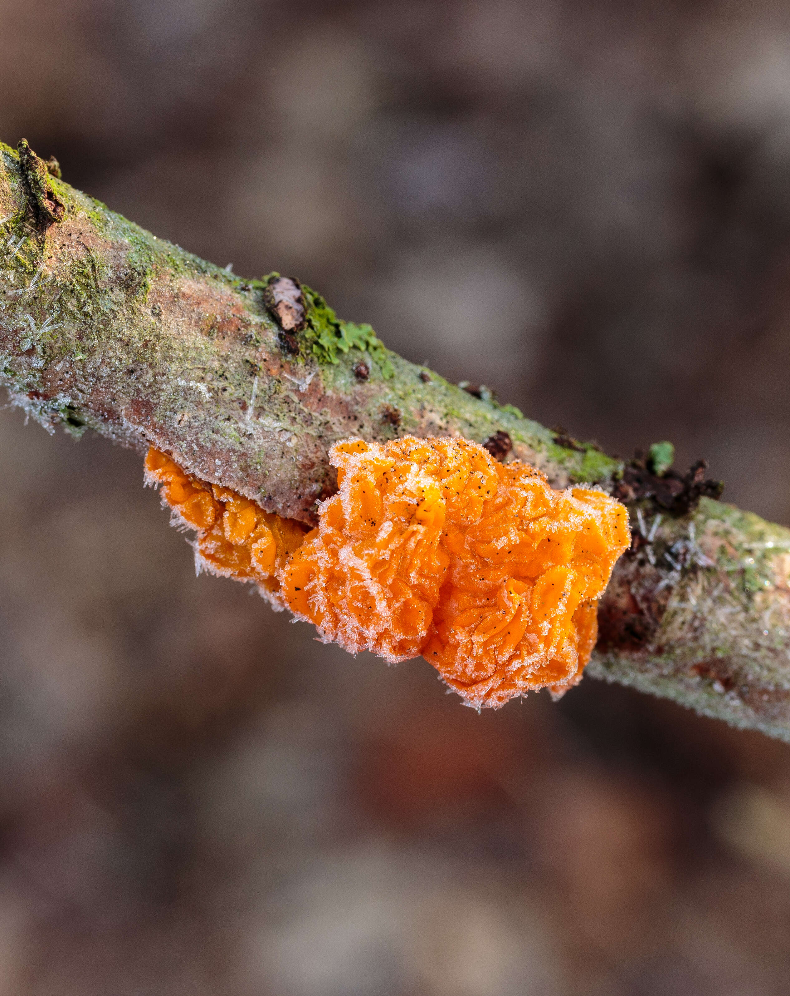 Image of Witches butter