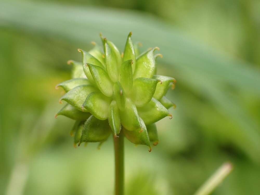 鉤柱毛茛的圖片