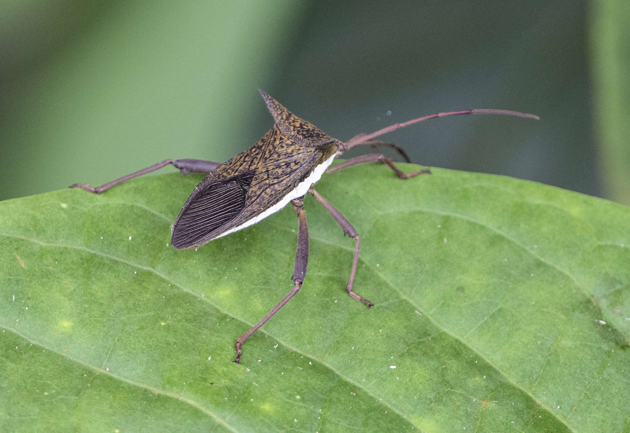 Image of Aspilosterna albovittata (Stål 1865)