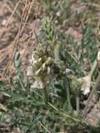 Image of white locoweed