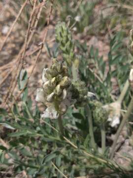 Image of white locoweed