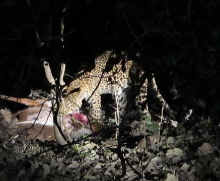 Image of African leopard