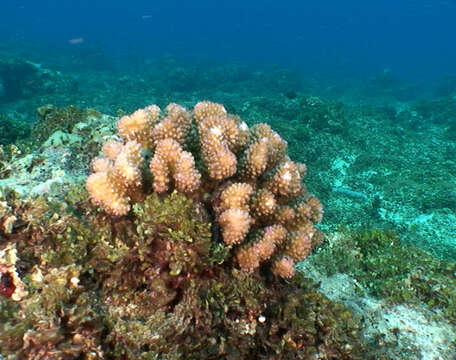 Image of Cauliflower coral