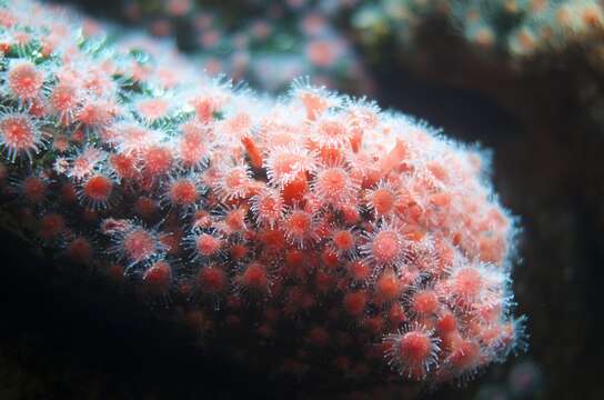 Image of Strawberry anemones