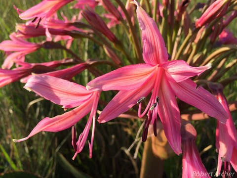 Image of Brunsvigia radulosa Herb.