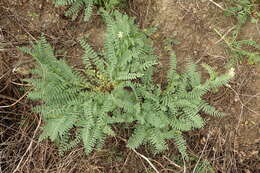 Image of Pomona milkvetch