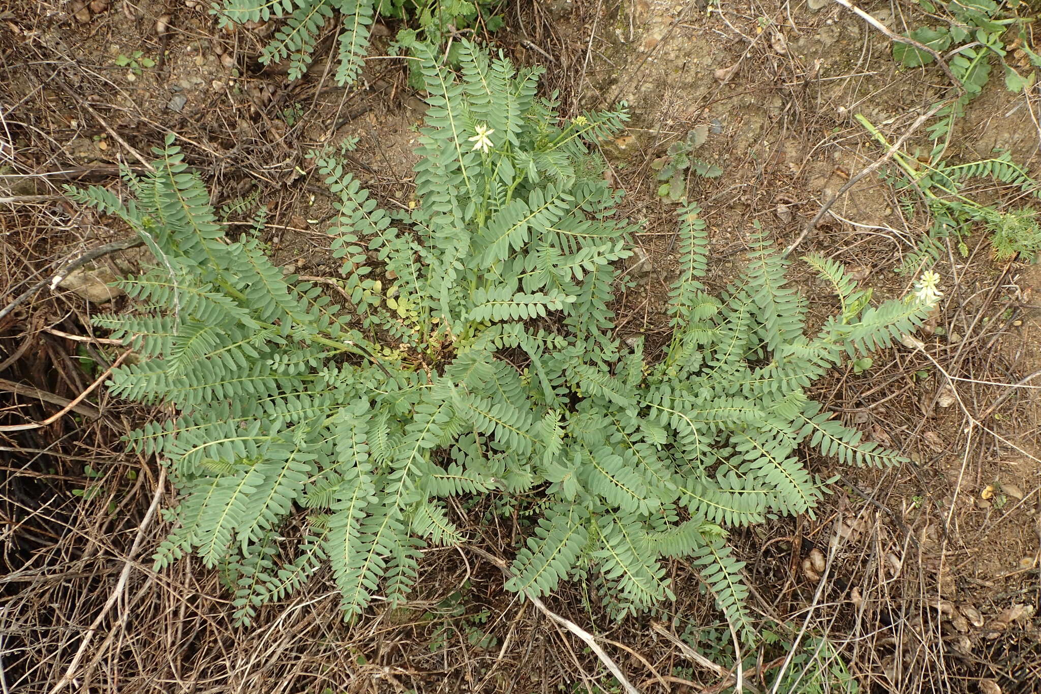 Image of Pomona milkvetch