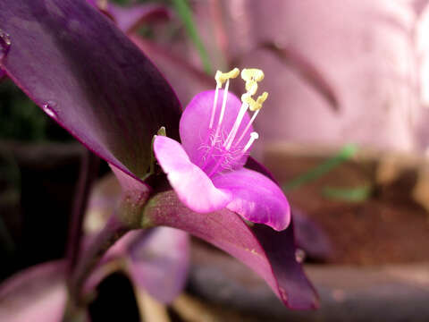 Image of purple heart