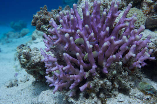 Image of Stony corals