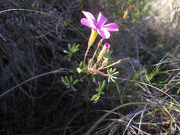 Imagem de Oxalis engleriana Schlechter