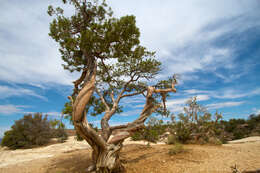 Image of Bigberry Juniper