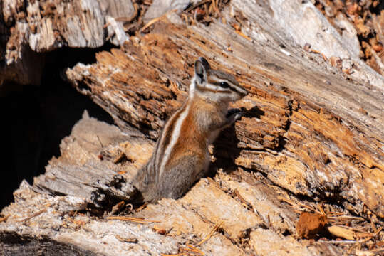 Image of lodgepole chipmunk