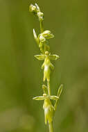 Image of Fly orchid