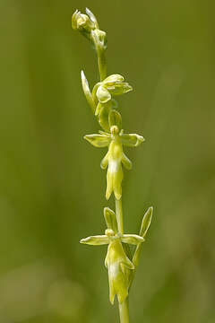 Слика од Ophrys insectifera L.