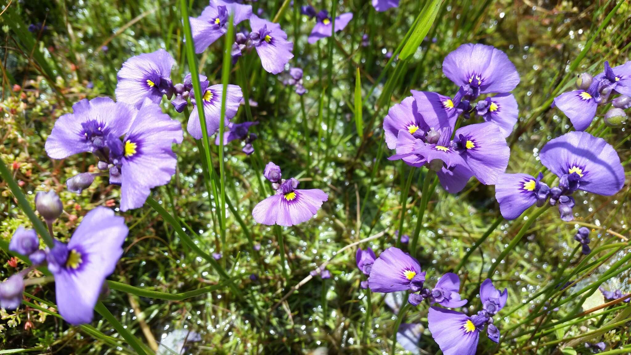 Image of Utricularia beaugleholei R. J. Gassin