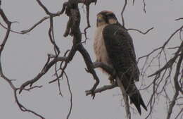 Image of Lanner Falcon