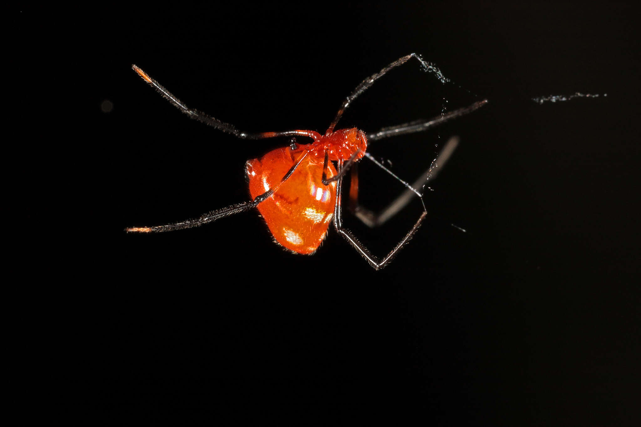 Image of Argyrodes miniaceus (Doleschall 1857)