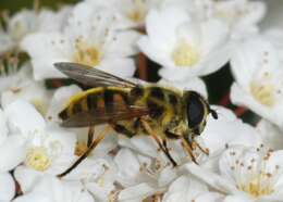 Image of Myathropa florea