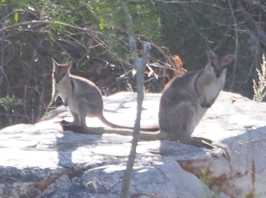 Image of Short-eared Rock Wallaby