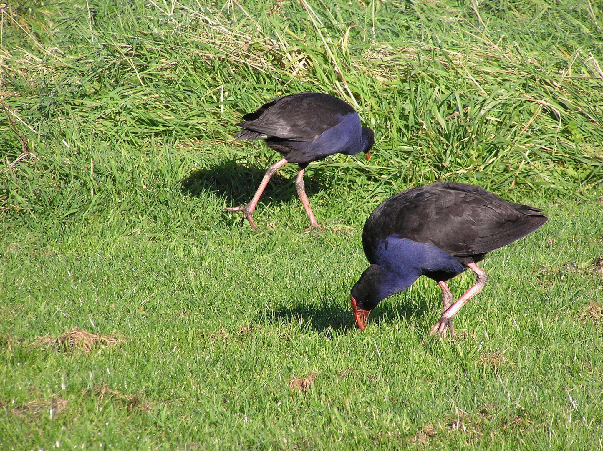 Image of Australasian Swamphen