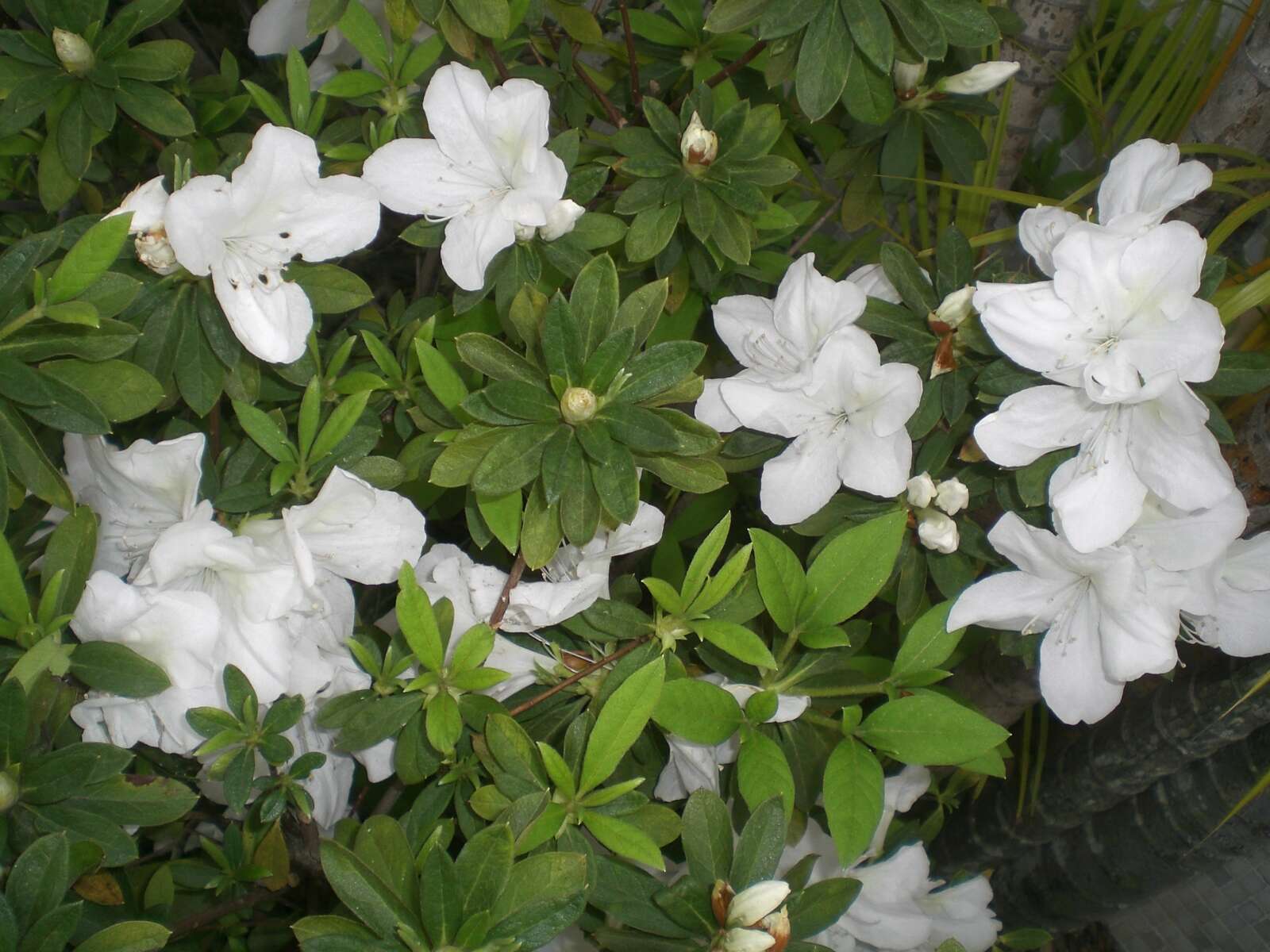 Image of Rhododendron mucronatum (Bl.) G. Don