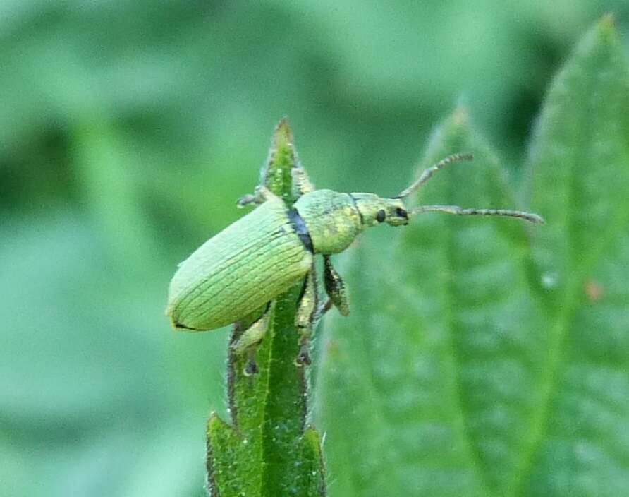 Plancia ëd Phyllobius (Pterygorrhynchus) maculicornis Germar 1824