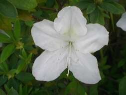 Image of Rhododendron mucronatum (Bl.) G. Don