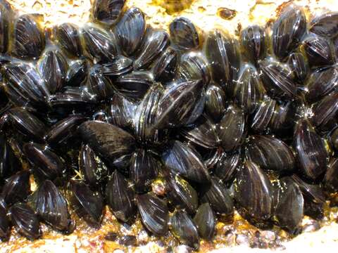 Image of Mediterranean mussel