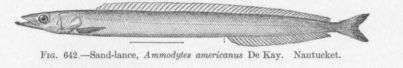 Image of American sand lance