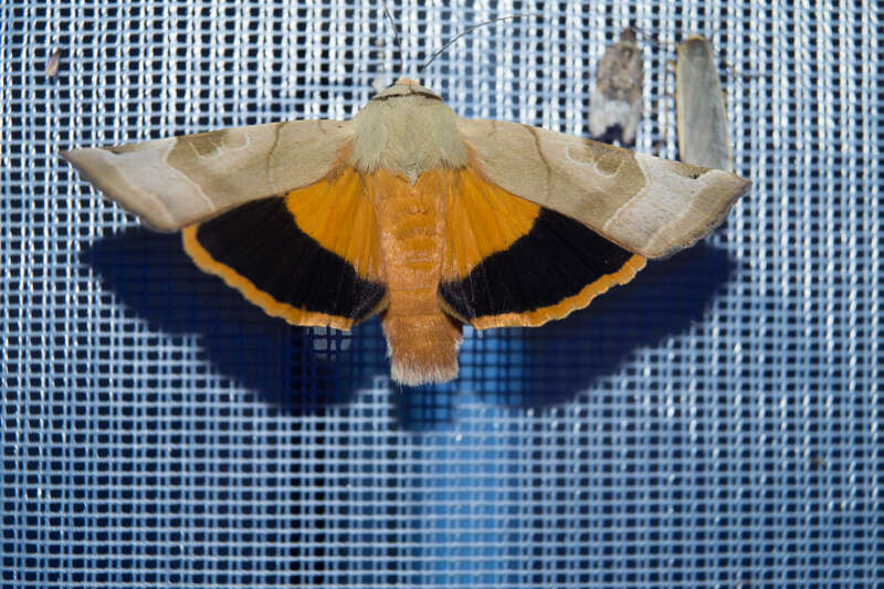 Image of broad-bordered yellow underwing