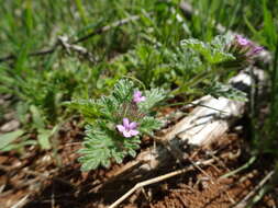 Imagem de Glandularia pumila (Rydb.) Umber