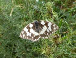 Image of marbled white