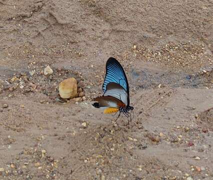 Image of Giant Blue Swallowtail