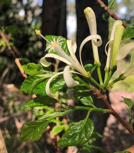 Image of Turraea pubescens Hellen.