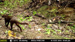 Image of Jaguarundi