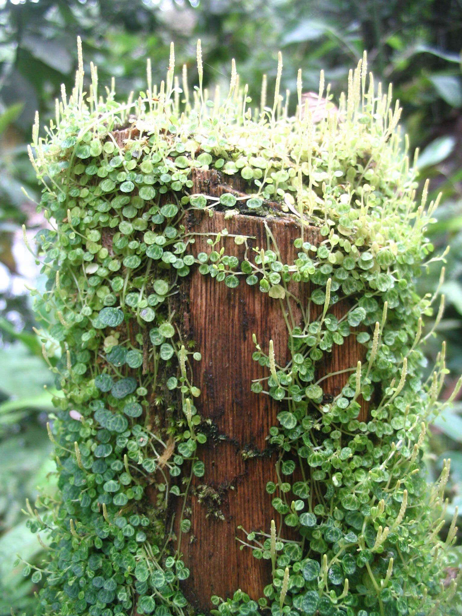 Image of Guadeloupe peperomia