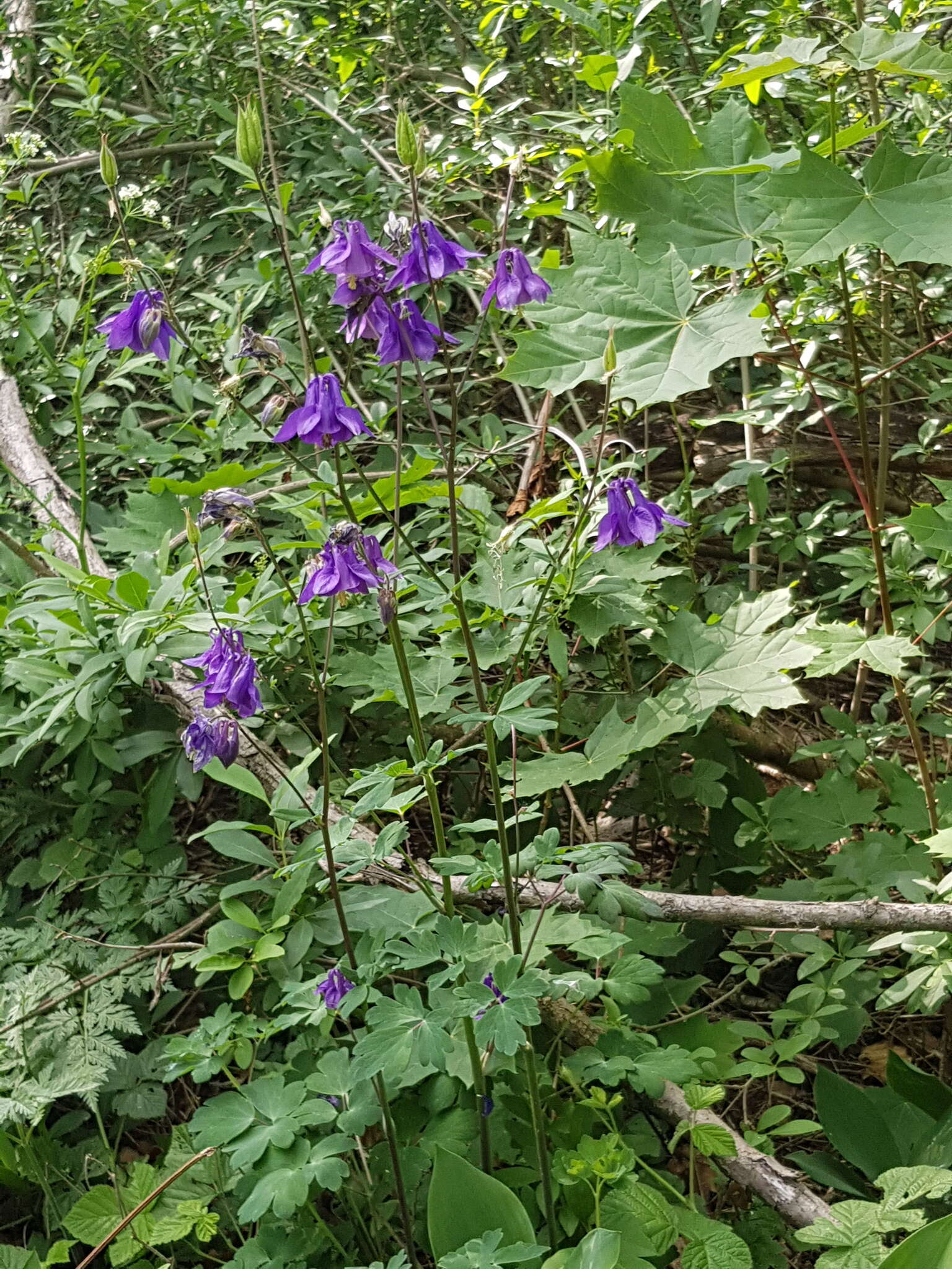 Слика од Aquilegia nigricans Baumg.