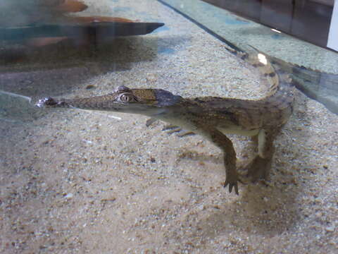 Image of Australian Freshwater Crocodile