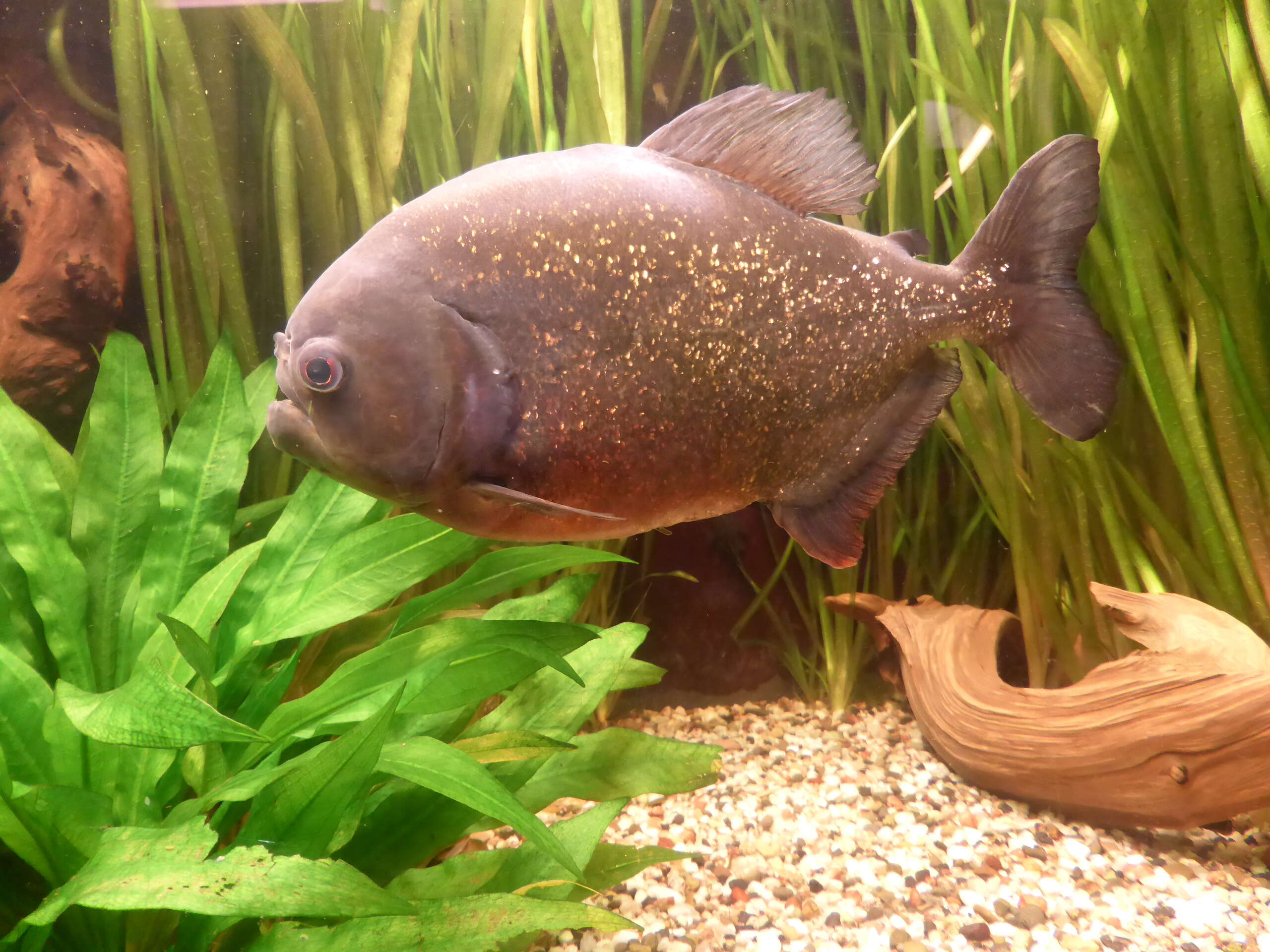 Image of Red-bellied piranha