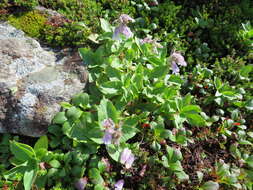 Image of Pennellianthus frutescens (Lamb.) Crosswhite