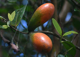 Sivun Melodinus australis (F. Müll.) Pierre kuva