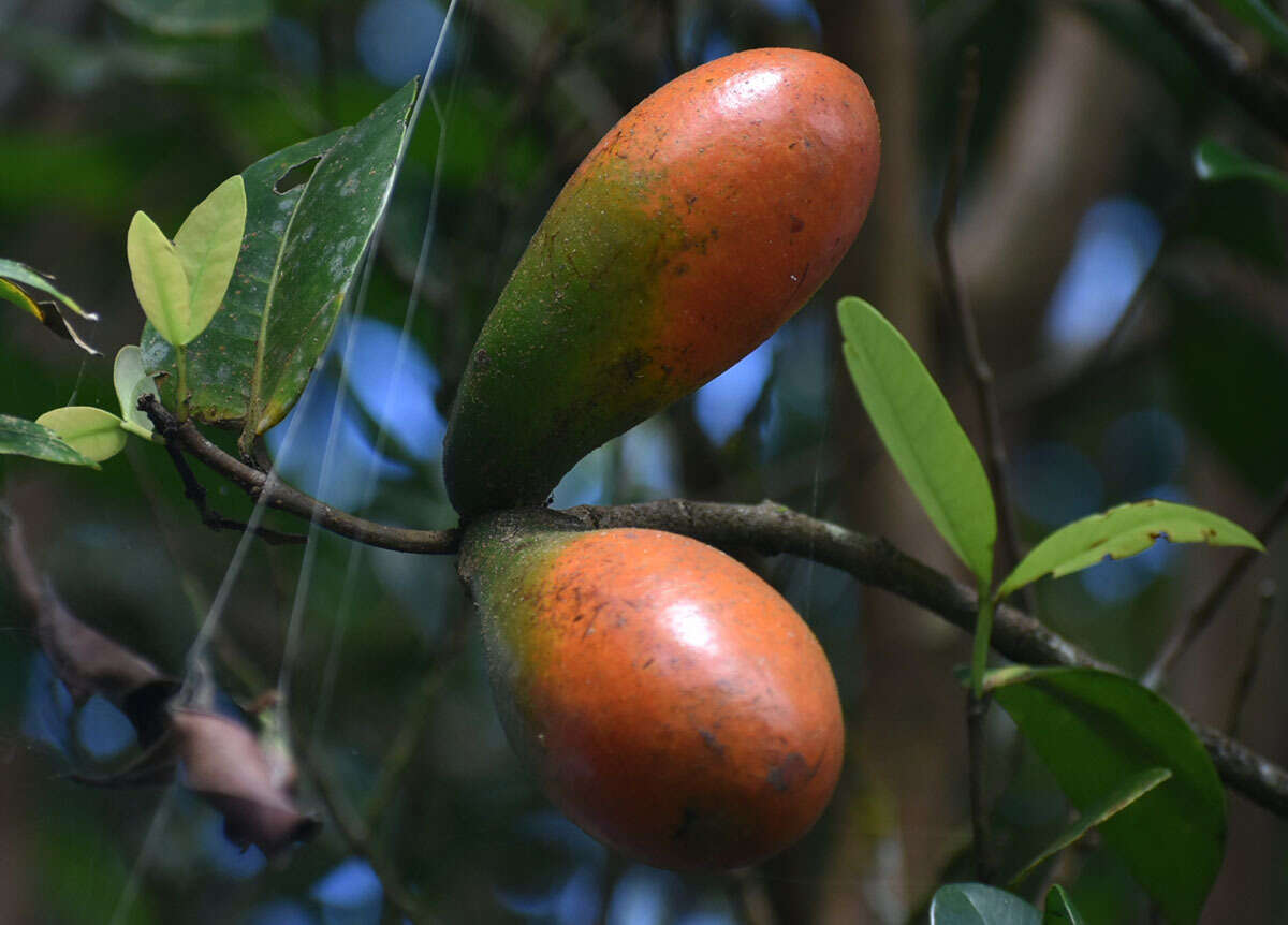 Plancia ëd Melodinus australis (F. Müll.) Pierre