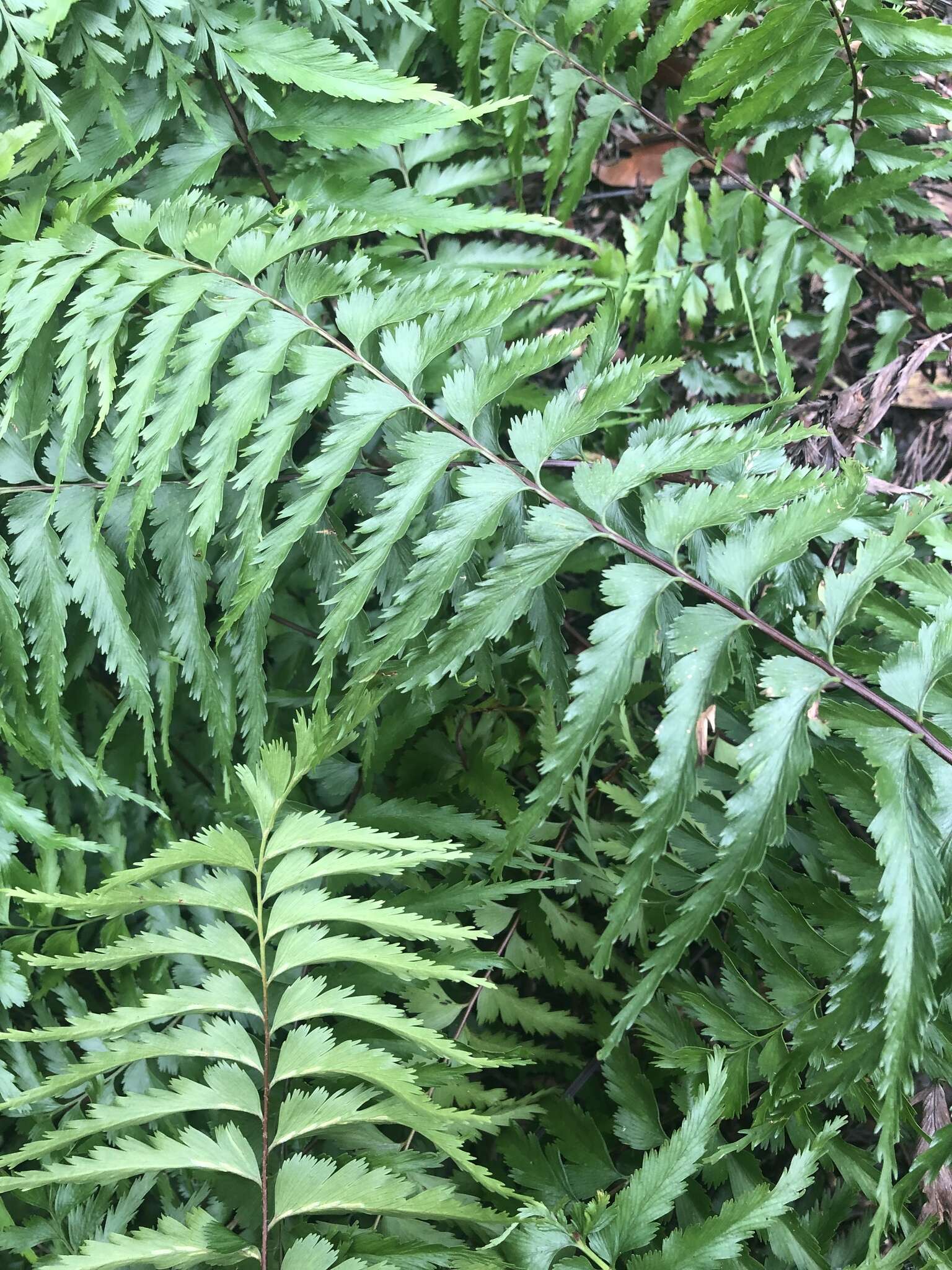 Asplenium gueinzianum Mett. ex Kuhn的圖片