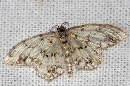 Image de Idaea contiguaria Hübner 1798