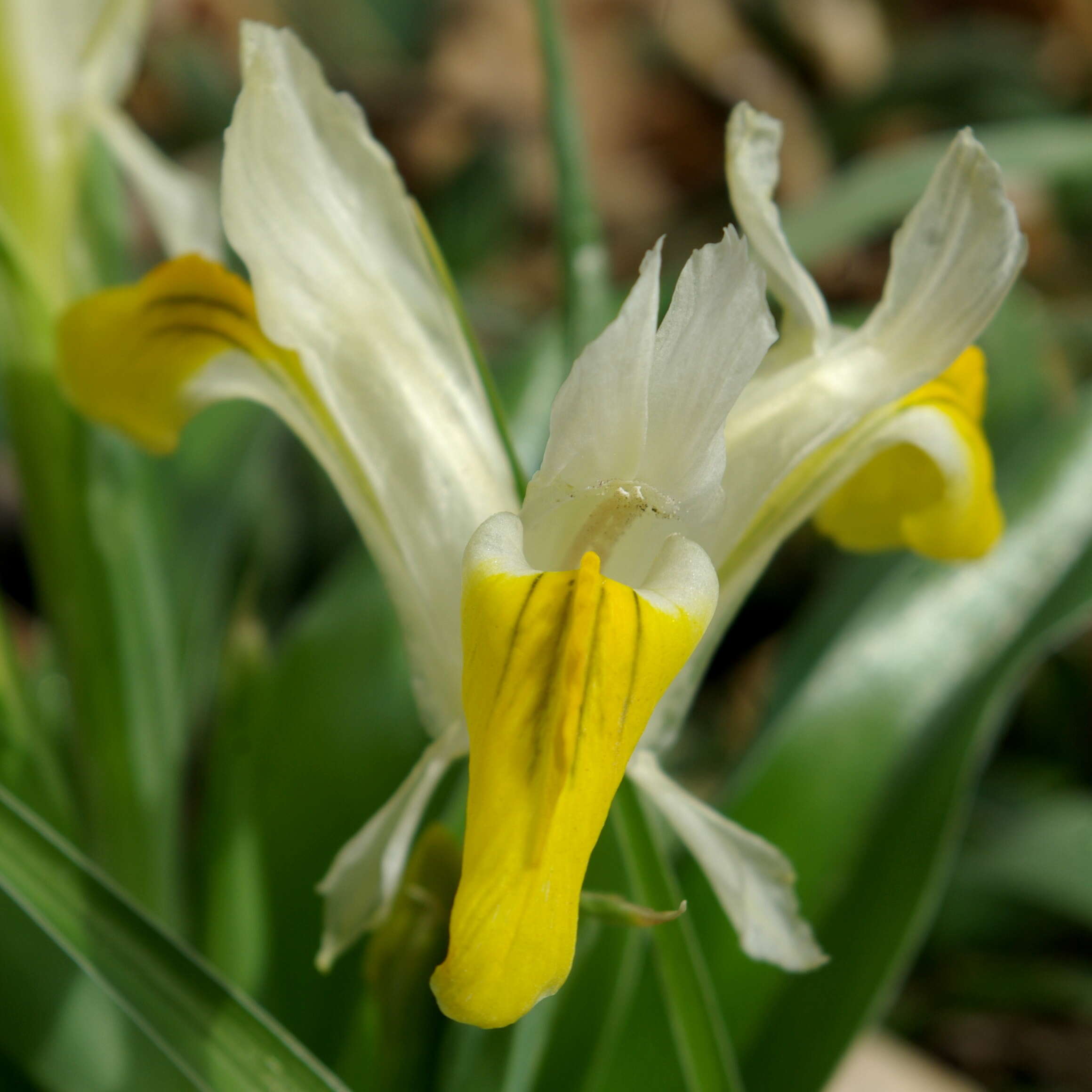 Image of Iris bucharica Foster