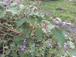 Image of Solanum violaceum Ortega