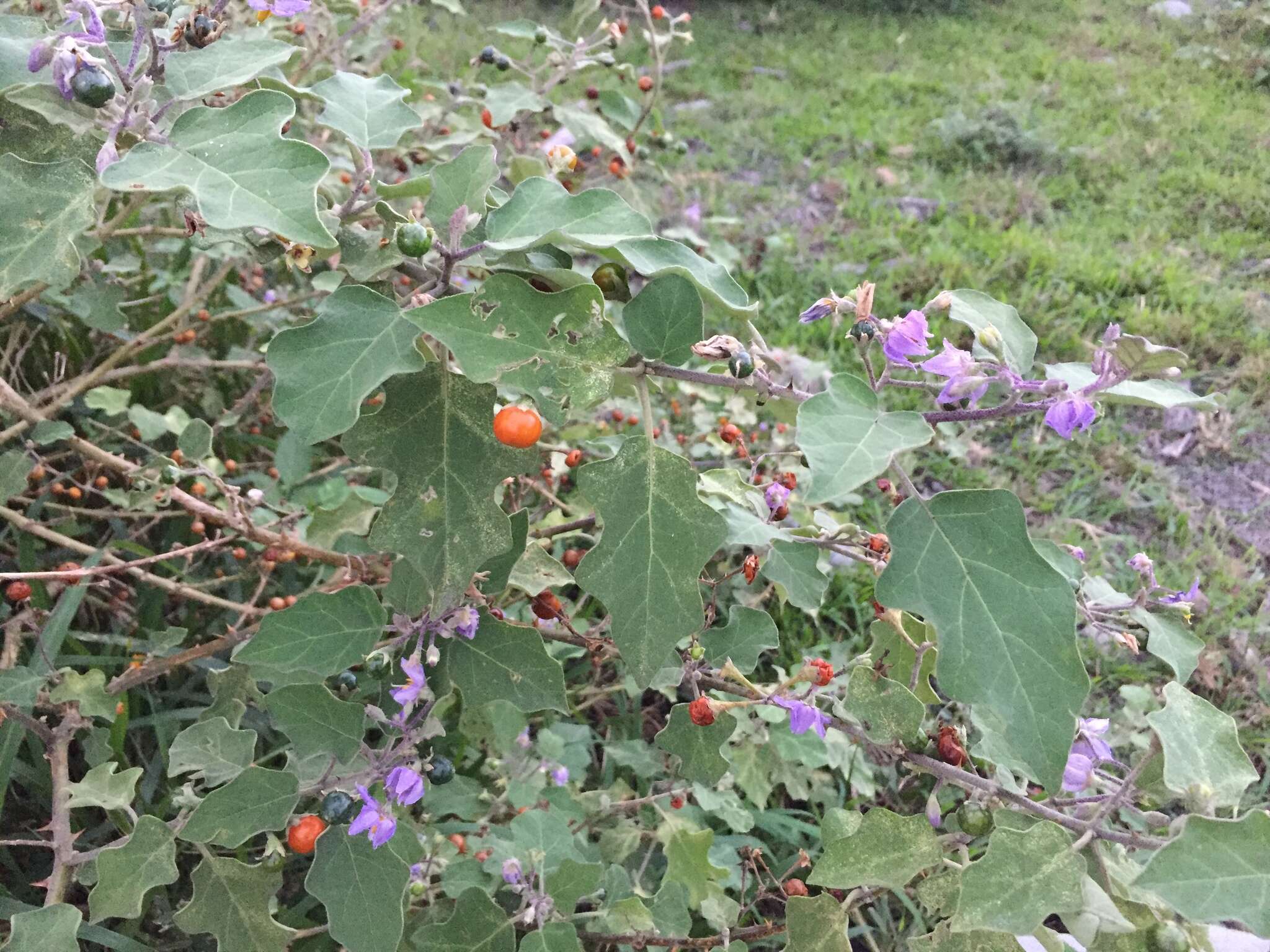 Image of Solanum violaceum Ortega